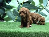 Toy Poodle Yavru