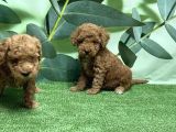 Toy Poodle Yavru