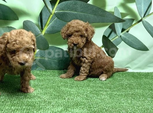 Toy Poodle Yavru görsel