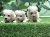 MALTESE TERRİER YAVRUSU
