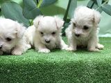 Maltese Terri̇er Yavrusu
