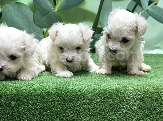 Maltese Terri̇er Yavrusu görsel