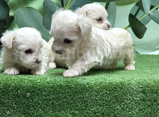 Maltese Terri̇er Yavrusu görsel