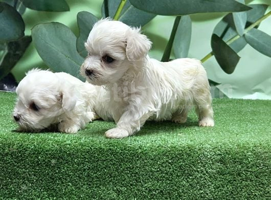 Maltese Terri̇er Yavrusu görsel