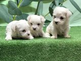 Maltese Terri̇er Yavrusu