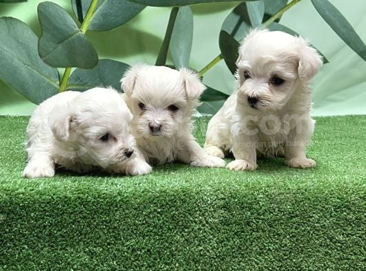 Maltese Terri̇er Yavrusu görsel