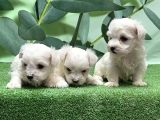 Maltese Terri̇er Yavrusu