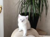 Hemen Tesli̇m Bri̇ti̇sh Shorthai̇r Lynx Poi̇nt Yavrum