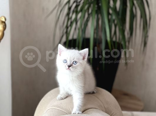Hemen Tesli̇m Bri̇ti̇sh Shorthai̇r Lynx Poi̇nt Yavrum görsel