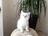 Hemen Tesli̇m Bri̇ti̇sh Shorthai̇r Lynx Poi̇nt Yavrum