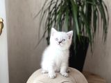 HEMEN TESLİM BRİTİSH SHORTHAİR LYNX POİNT YAVRUM