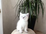 Hemen Tesli̇m Bri̇ti̇sh Shorthai̇r Lynx Poi̇nt Yavrum