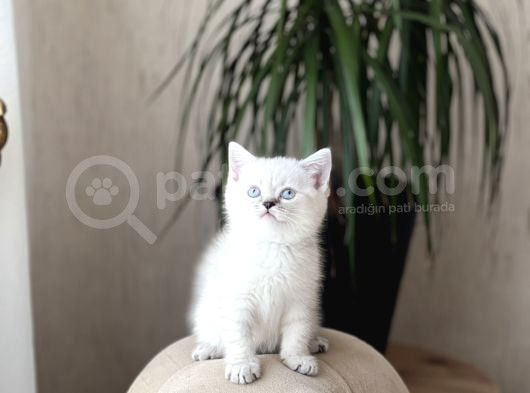 Hemen Tesli̇m Bri̇ti̇sh Shorthai̇r Lynx Poi̇nt Yavrum görsel