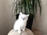 Hemen Tesli̇m Bri̇ti̇sh Shorthai̇r Lynx Poi̇nt Yavrum