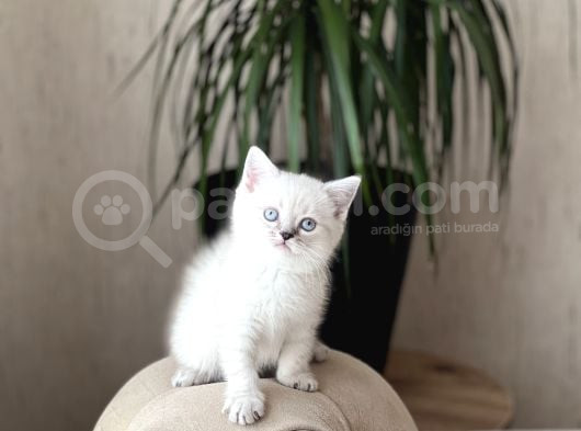 Hemen Tesli̇m Bri̇ti̇sh Shorthai̇r Lynx Poi̇nt Yavrum görsel
