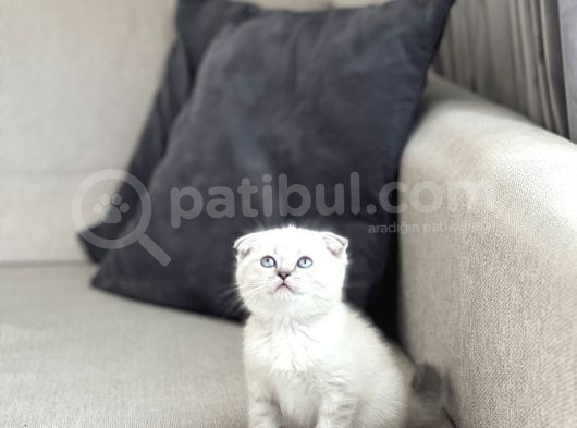 Sevimli Surat Scottish Fold Yavrum