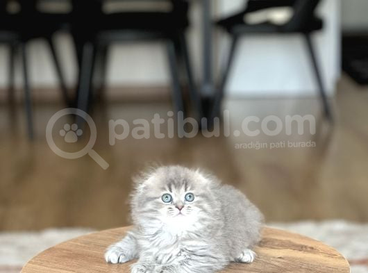 Bi̇blo İsteyene Scotti̇sh Fold Longhai̇r Yavrum görsel