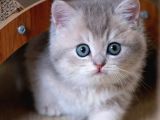 En Güzel Renkte Blue Golden British Shorthair