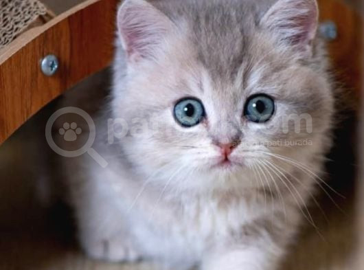 En Güzel Renkte Blue Golden British Shorthair görsel
