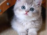 En Güzel Renkte Blue Golden British Shorthair