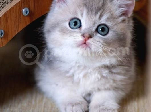 En Güzel Renkte Blue Golden British Shorthair görsel