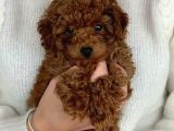 Sağlik Ve Irk Garanti̇li̇ Toy Poodle