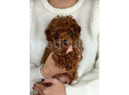 Sağlik Ve Irk Garanti̇li̇ Toy Poodle görsel