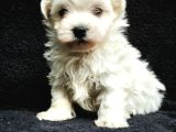 Mini boy maltese yavrular