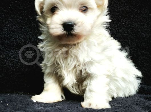 Mini Boy Maltese Yavrular