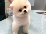 Son Kali̇te Pomeri̇an Boo Yavrum