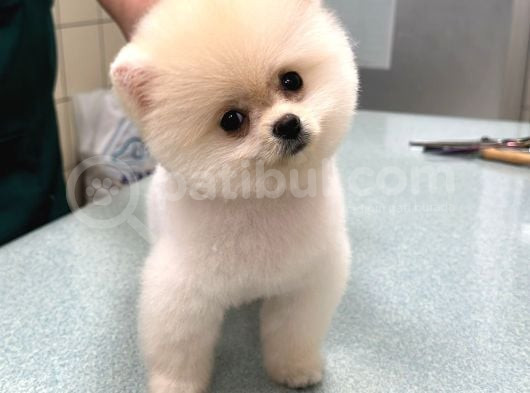 Son Kali̇te Pomeri̇an Boo Yavrum görsel