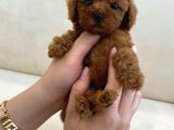 Deni̇zli̇ni̇n En Gözde Poodle Bebekleri̇