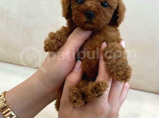 Deni̇zli̇ni̇n En Gözde Poodle Bebekleri̇ görsel