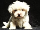 Mini Boy Maltese Yavrular