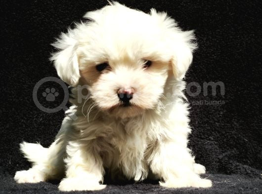 Mini Boy Maltese Yavrular görsel