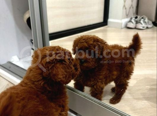 Sağlik Ve Irk Garanti̇li̇ Toy Poodle görsel
