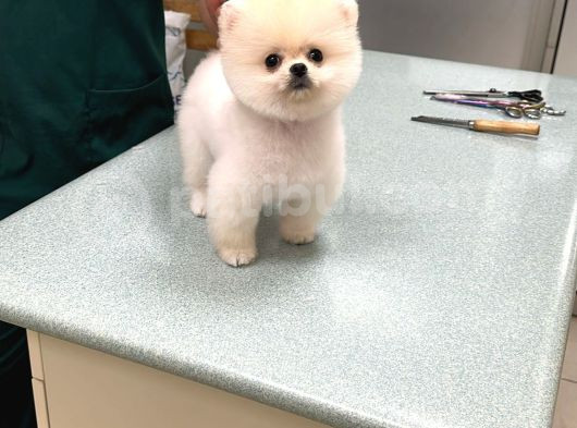 Son Kali̇te Pomeri̇an Boo Yavrum görsel