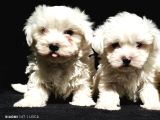 Maltese Cinsi