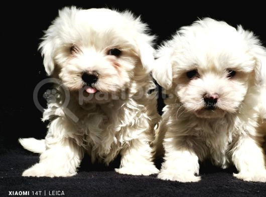 Maltese Cinsi görsel