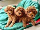 SAFKAN IRK GARANTİLİ POODLE BEBEKLERİM
