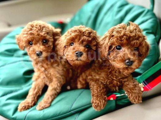 Safkan Irk Garanti̇li̇ Poodle Bebekleri̇m