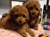 SEVİMLİ OYUNCAK BOY POODLE BEBEKLERİM