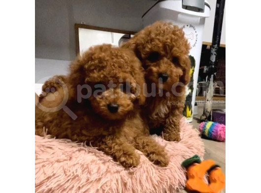 Sevi̇mli̇ Oyuncak Boy Poodle Bebekleri̇m