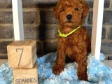 Anatomi̇ Hari̇kasi Toy Poodle Bebekleri̇m