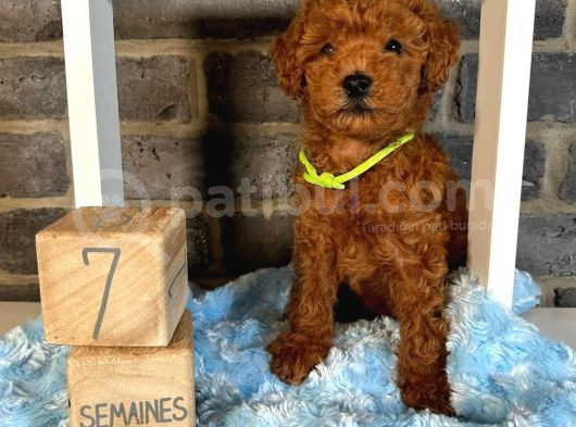 Anatomi̇ Hari̇kasi Toy Poodle Bebekleri̇m görsel
