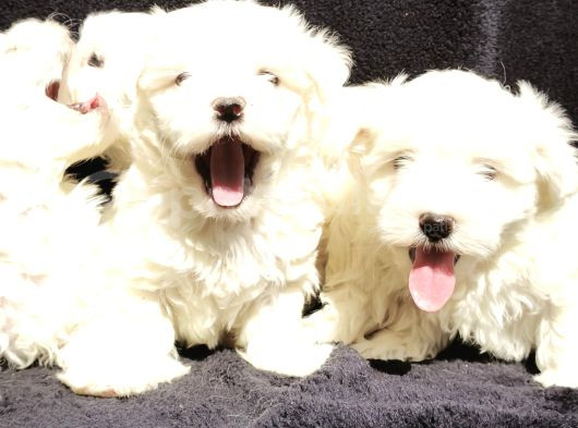 Maltese Cinsi