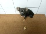 Sağlıklı evcil küçük köpek 10000 tl