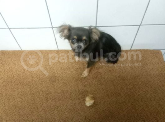 Sağlıklı Evcil Küçük Köpek 10000 Tl