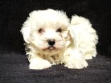 Maltese Cinsi