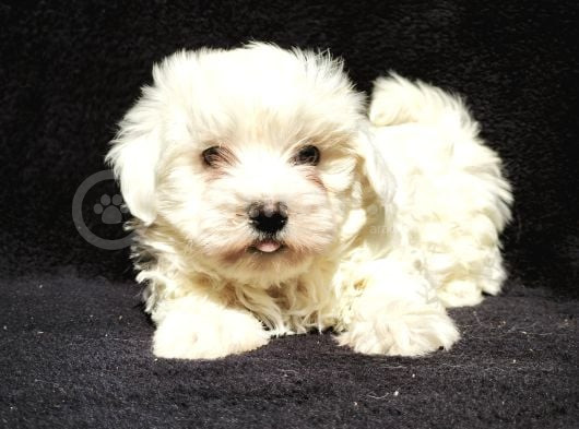Maltese Cinsi görsel